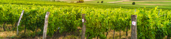 Attrait touristique visite viticole