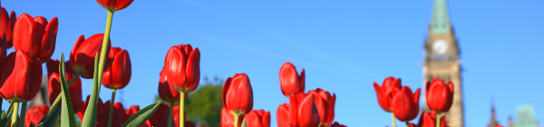 Parlement Festival Tulipes