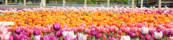 Festival des tulipes à Ottawa